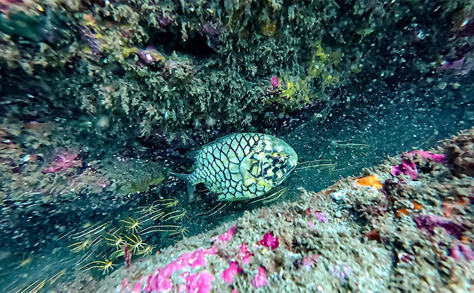 「海の中で出会ったヌシ魚に惚れた！」 磯で潜水してどんな魚がいるか調べてみた