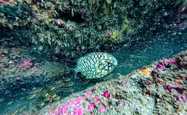 「「海の中で出会ったヌシ魚に惚れた！」 磯で潜水してどんな魚がいるか調べてみた」の画像