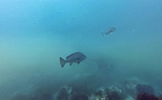 「海の中で出会ったヌシ魚に惚れた！」 磯で潜水してどんな魚がいるか調べてみた