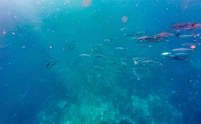 「海の中で出会ったヌシ魚に惚れた！」 磯で潜水してどんな魚がいるか調べてみた