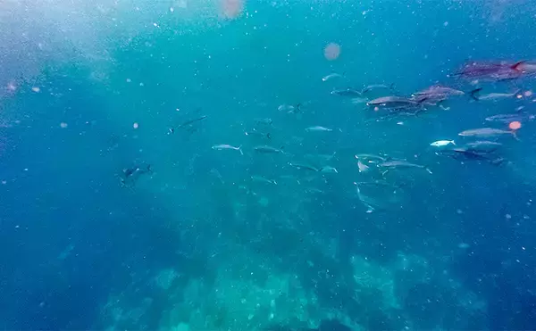 「「海の中で出会ったヌシ魚に惚れた！」 磯で潜水してどんな魚がいるか調べてみた」の画像
