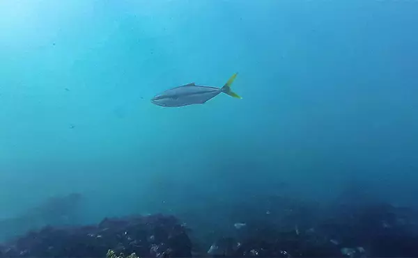 「「海の中で出会ったヌシ魚に惚れた！」 磯で潜水してどんな魚がいるか調べてみた」の画像