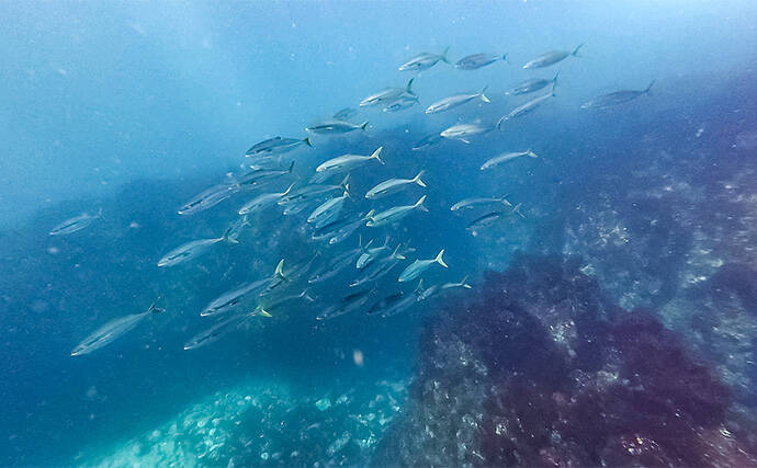 「海の中で出会ったヌシ魚に惚れた！」 磯で潜水してどんな魚がいるか調べてみた