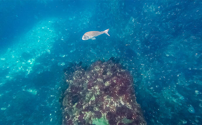 「海の中で出会ったヌシ魚に惚れた！」 磯で潜水してどんな魚がいるか調べてみた