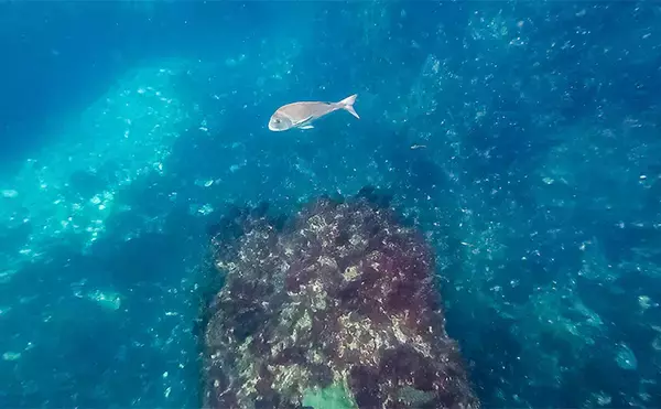 「「海の中で出会ったヌシ魚に惚れた！」 磯で潜水してどんな魚がいるか調べてみた」の画像