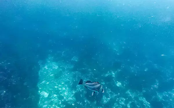 「「海の中で出会ったヌシ魚に惚れた！」 磯で潜水してどんな魚がいるか調べてみた」の画像