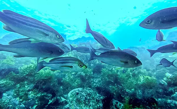 「「海の中で出会ったヌシ魚に惚れた！」 磯で潜水してどんな魚がいるか調べてみた」の画像