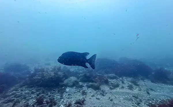 「「海の中で出会ったヌシ魚に惚れた！」 磯で潜水してどんな魚がいるか調べてみた」の画像