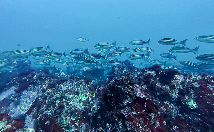 「海の中で出会ったヌシ魚に惚れた！」 磯で潜水してどんな魚がいるか調べてみた