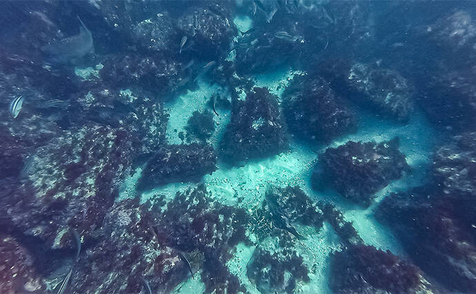 「海の中で出会ったヌシ魚に惚れた！」 磯で潜水してどんな魚がいるか調べてみた