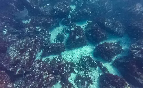 「「海の中で出会ったヌシ魚に惚れた！」 磯で潜水してどんな魚がいるか調べてみた」の画像