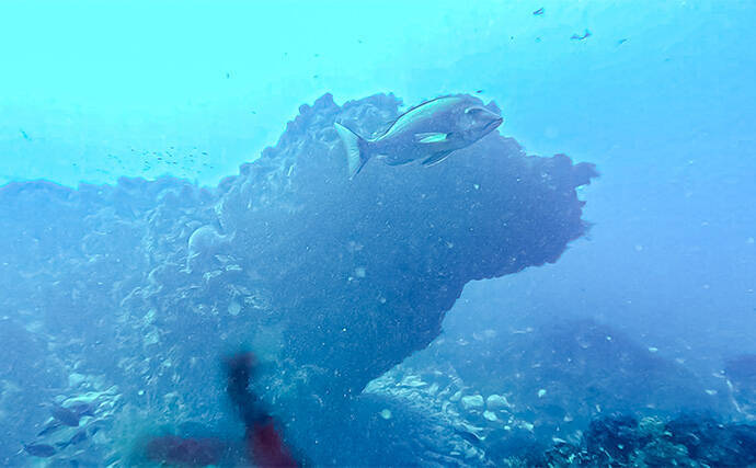 「海の中で出会ったヌシ魚に惚れた！」 磯で潜水してどんな魚がいるか調べてみた