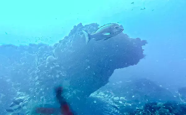 「「海の中で出会ったヌシ魚に惚れた！」 磯で潜水してどんな魚がいるか調べてみた」の画像
