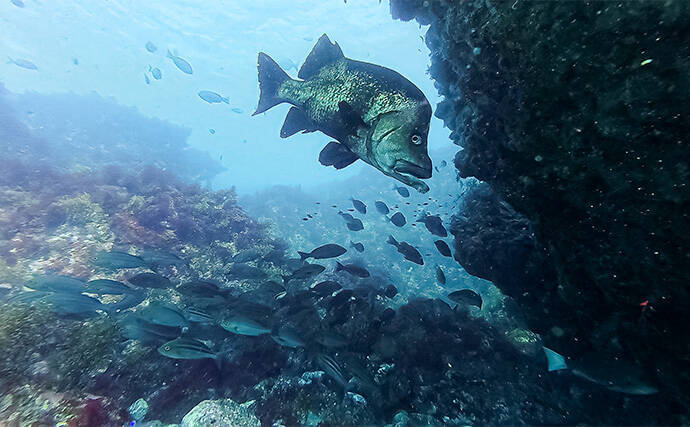 「海の中で出会ったヌシ魚に惚れた！」 磯で潜水してどんな魚がいるか調べてみた