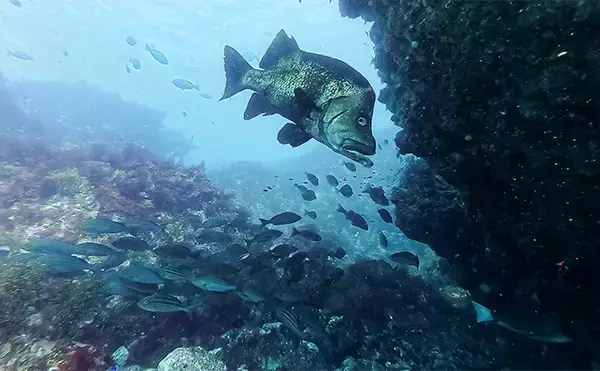 「「海の中で出会ったヌシ魚に惚れた！」 磯で潜水してどんな魚がいるか調べてみた」の画像