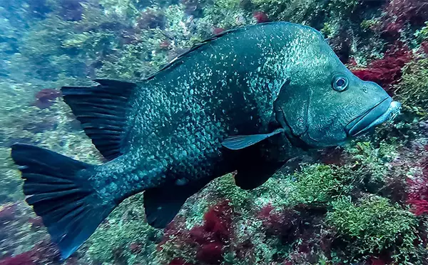 「「海の中で出会ったヌシ魚に惚れた！」 磯で潜水してどんな魚がいるか調べてみた」の画像