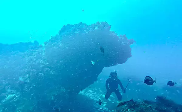 「「海の中で出会ったヌシ魚に惚れた！」 磯で潜水してどんな魚がいるか調べてみた」の画像