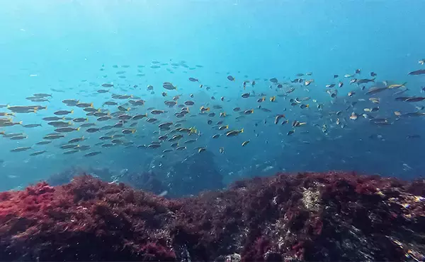 「「海の中で出会ったヌシ魚に惚れた！」 磯で潜水してどんな魚がいるか調べてみた」の画像