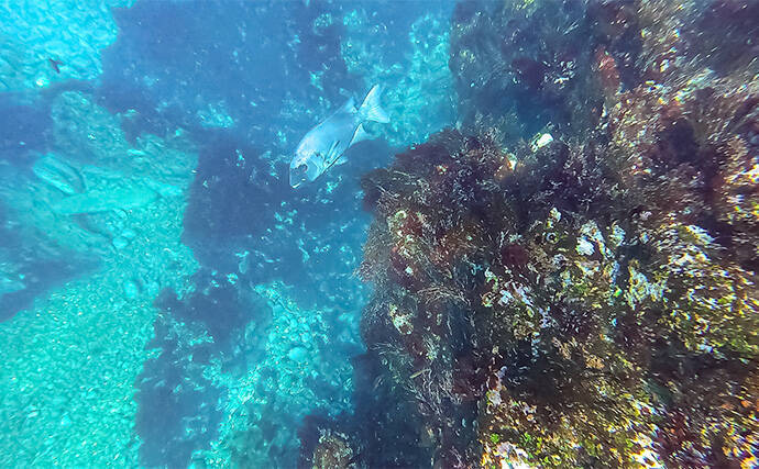 「海の中で出会ったヌシ魚に惚れた！」 磯で潜水してどんな魚がいるか調べてみた
