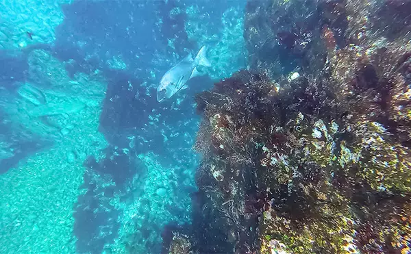 「「海の中で出会ったヌシ魚に惚れた！」 磯で潜水してどんな魚がいるか調べてみた」の画像