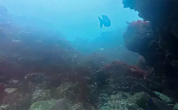 「「海の中で出会ったヌシ魚に惚れた！」 磯で潜水してどんな魚がいるか調べてみた」の画像