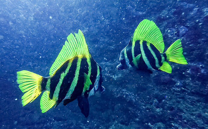 「海の中で出会ったヌシ魚に惚れた！」 磯で潜水してどんな魚がいるか調べてみた