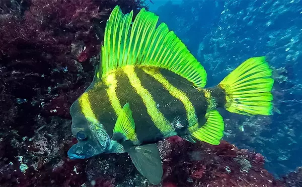「「海の中で出会ったヌシ魚に惚れた！」 磯で潜水してどんな魚がいるか調べてみた」の画像