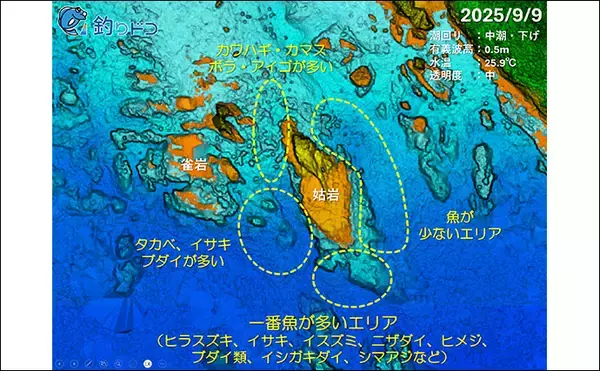 「「海の中で出会ったヌシ魚に惚れた！」 磯で潜水してどんな魚がいるか調べてみた」の画像
