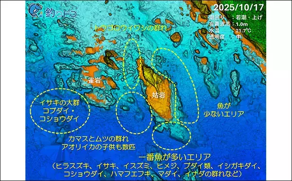 「「海の中で出会ったヌシ魚に惚れた！」 磯で潜水してどんな魚がいるか調べてみた」の画像