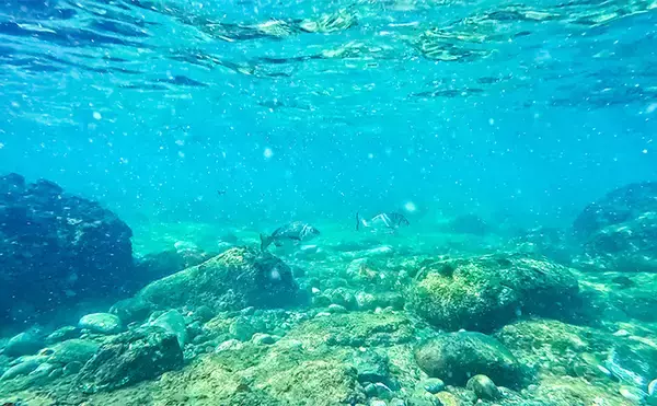 「「海の中で出会ったヌシ魚に惚れた！」 磯で潜水してどんな魚がいるか調べてみた」の画像