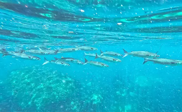「「海の中で出会ったヌシ魚に惚れた！」 磯で潜水してどんな魚がいるか調べてみた」の画像