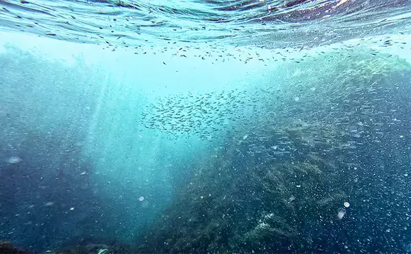 「「海の中で出会ったヌシ魚に惚れた！」 磯で潜水してどんな魚がいるか調べてみた」の画像
