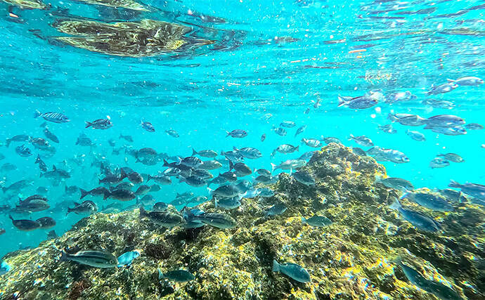 「海の中で出会ったヌシ魚に惚れた！」 磯で潜水してどんな魚がいるか調べてみた