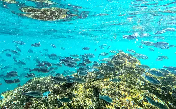 「「海の中で出会ったヌシ魚に惚れた！」 磯で潜水してどんな魚がいるか調べてみた」の画像