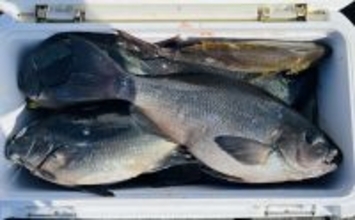 「良型クロは簡単じゃない！」磯フカセ釣りで重量級ヒットが連発【宮崎】