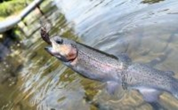 春のエリアトラウトを楽しもう！　代表的なルアー3種を解説