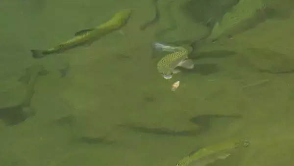 「春のエリアトラウトを楽しもう！　代表的なルアー3種を解説」の画像