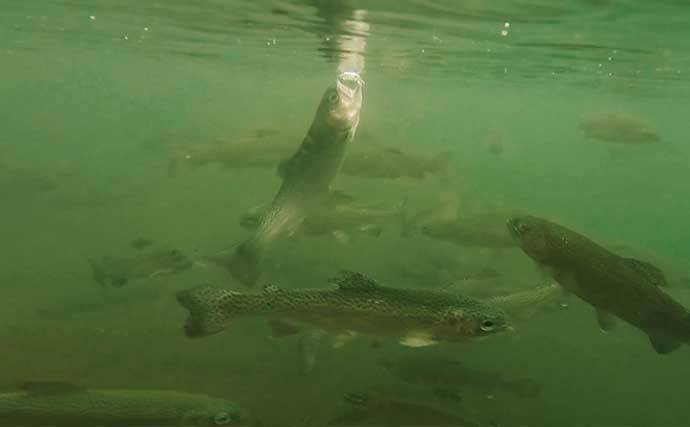 春のエリアトラウトを楽しもう！　代表的なルアー3種を解説