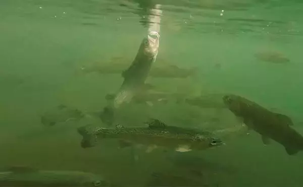 「春のエリアトラウトを楽しもう！　代表的なルアー3種を解説」の画像