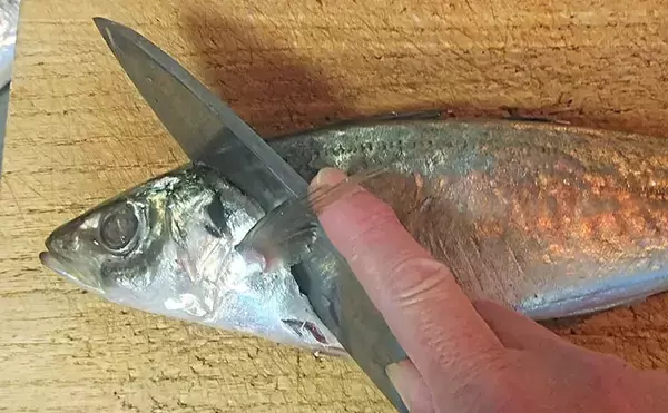 「釣った魚で作る「ビールのつまみ」レシピ：アジフライのネギポン　揚げ焼きでOK」の画像