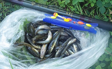 東京23区でハゼ釣りシーズンが開幕！ デキハゼ5～10cmが52匹とスタートダッシュに成功