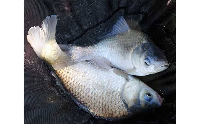 吉田康雄のザ・チャレンジへらぶな　【ダブルは狙ってこそ価値がある#2】