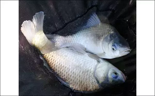 「吉田康雄のザ・チャレンジへらぶな　【ダブルは狙ってこそ価値がある#2】」の画像