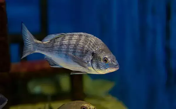 「都心部の河川で「クロダイが増加する理由」を考察　近年は全国的に増加傾向」の画像