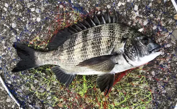 「都心部の河川で「クロダイが増加する理由」を考察　近年は全国的に増加傾向」の画像