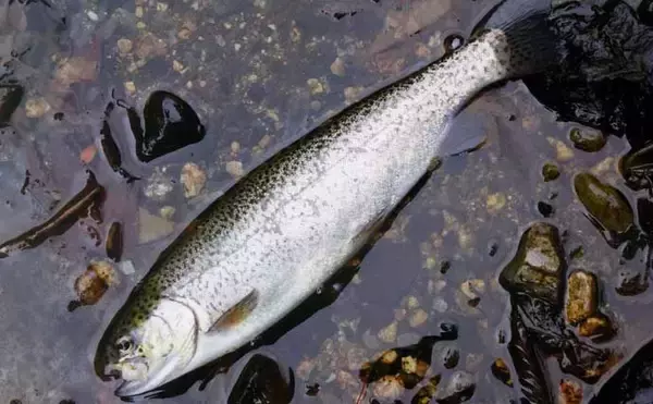「解禁2日目の渓流釣りで26cmニジマスを手中【滋賀・田村川】アマゴやイワナも登場」の画像