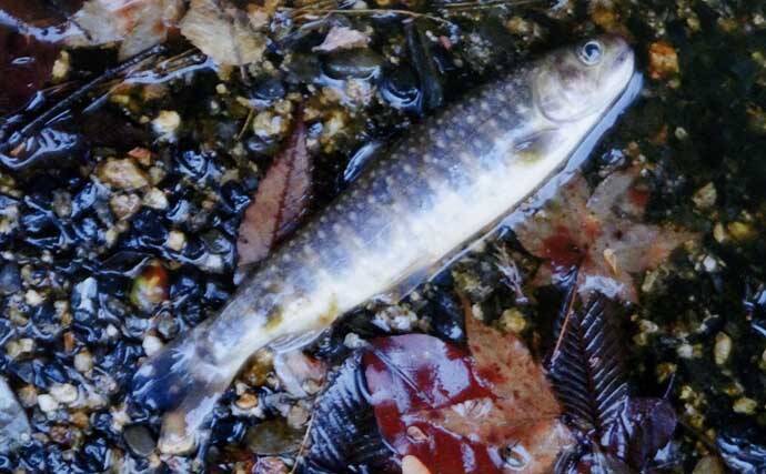 解禁2日目の渓流釣りで26cmニジマスを手中【滋賀・田村川】アマゴやイワナも登場