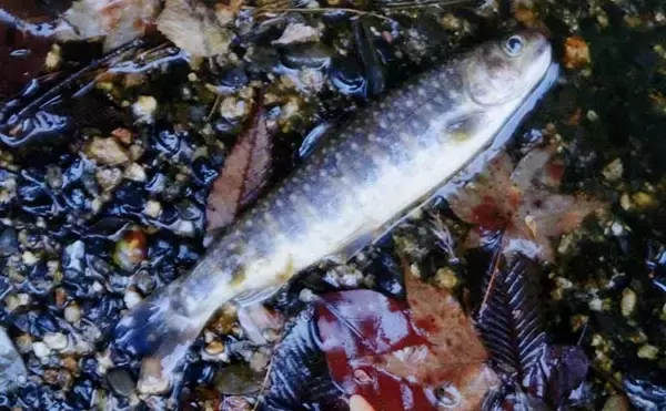 「解禁2日目の渓流釣りで26cmニジマスを手中【滋賀・田村川】アマゴやイワナも登場」の画像