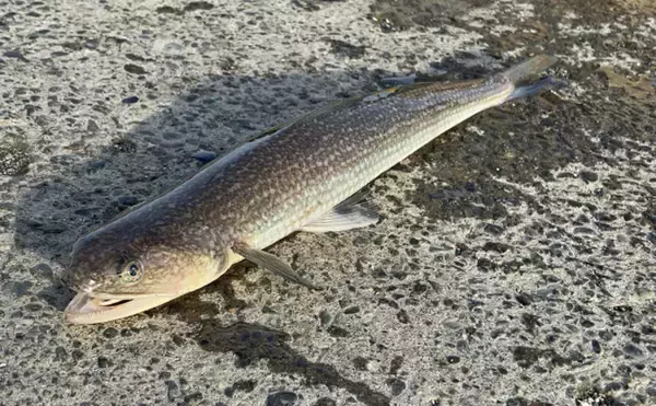 波打ち際から超深海まで生息する「身近な口裂け魚」エソの仲間たち　