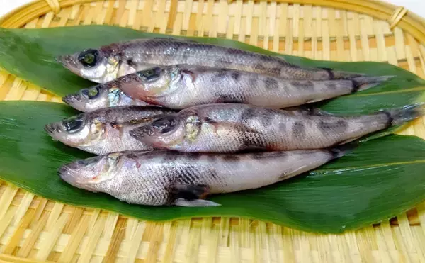 「波打ち際から超深海まで生息する「身近な口裂け魚」エソの仲間たち　」の画像